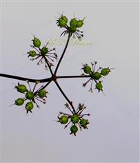  Inflorescence with fruits